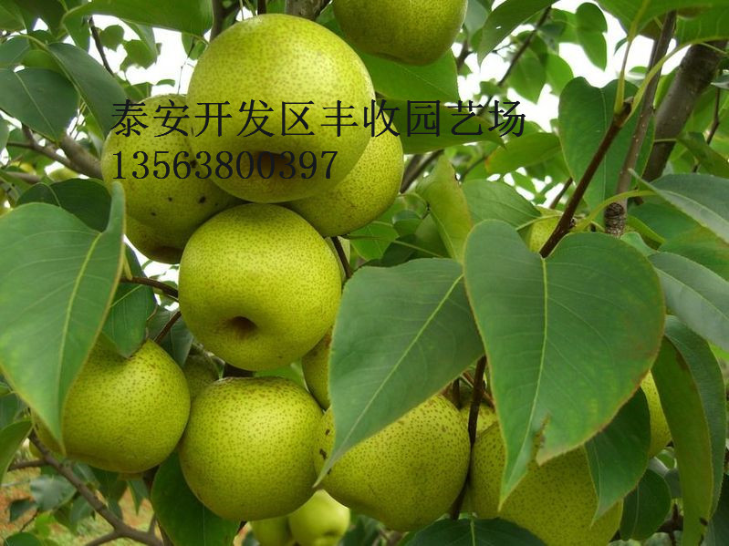 ����ѩ������ء�0.7cm�޽������硢����۸�