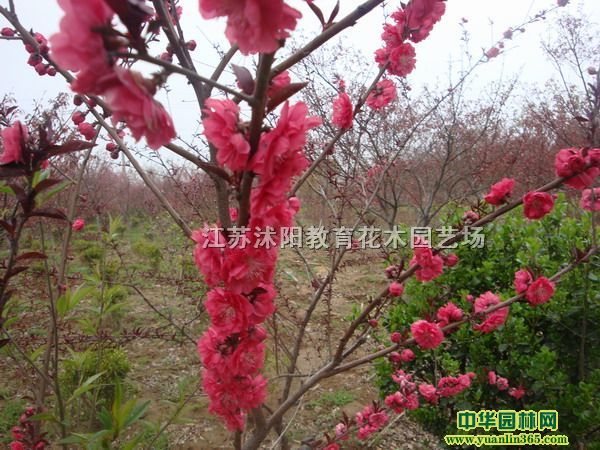 ��Ҷ�ҡ���Ҷ���ҡ���Ҷ��