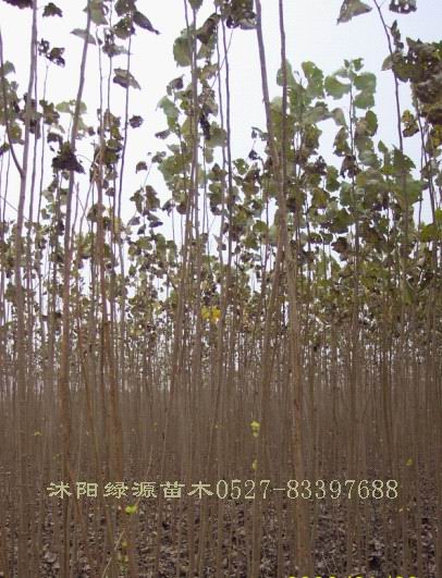 �������硢���������硢107������
