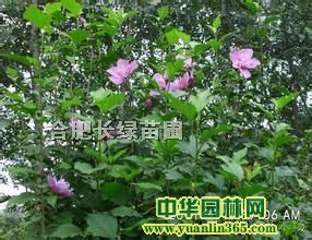 �컨ľ�ȡ������Ͼ�����ʯ���¼������ӻ����󶬲�