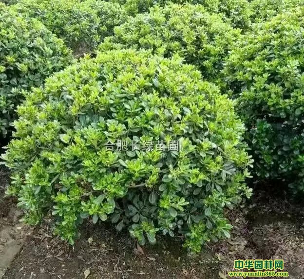 ���պϷʺ�ͩ������۸���������ã�������ͩ����ľ����ֱ��