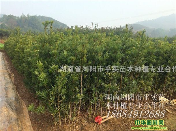 ��1.2���޺�����۸�
