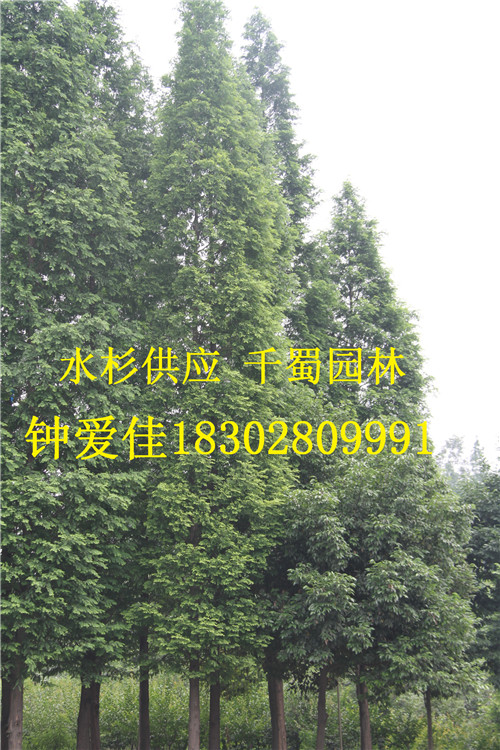 ����ˮɼ��Ӧ15-18ˮɼ��Ӧˮɼ���Ի�