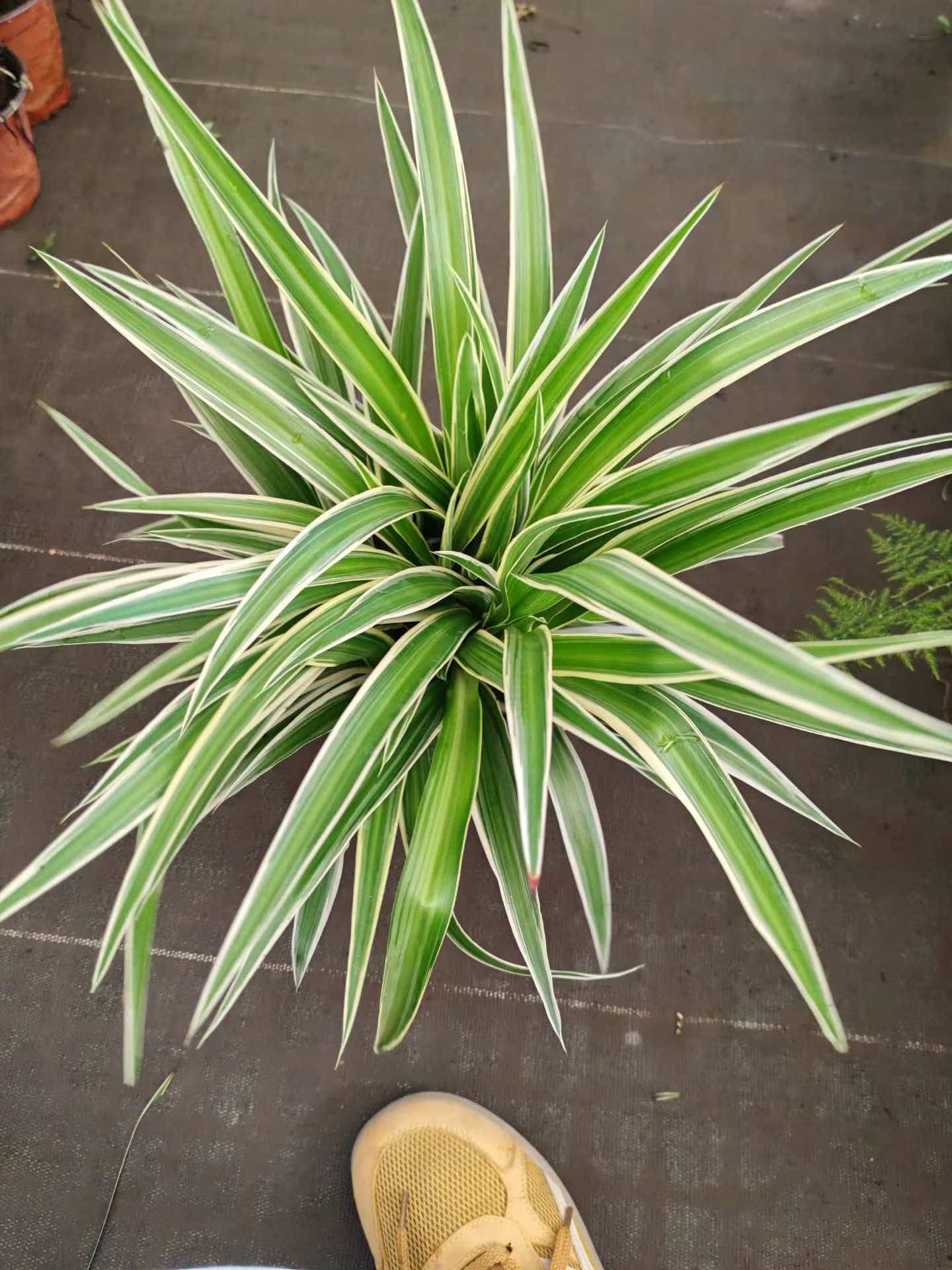 �����������߶�20-40cm�ڷ�18-35cm��������װ����