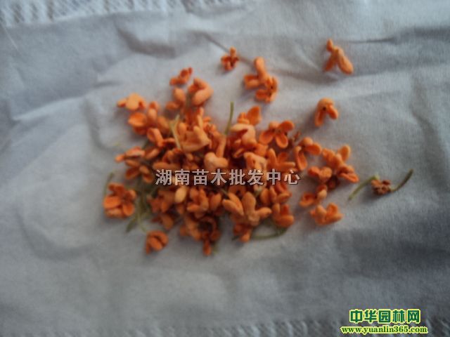 �ƽ�ʹ𡢴̹�Ѫ����쵤�𡢷���𻨡���ʹ�