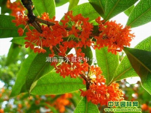 ���顢��Ҷ�𡢻�쵤������ʹ𡢻ƽ�𻨡�����ʹ�