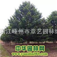 �ֲ���Ц1-35���֡����¹�ӣ������˿���ĵ���ľ